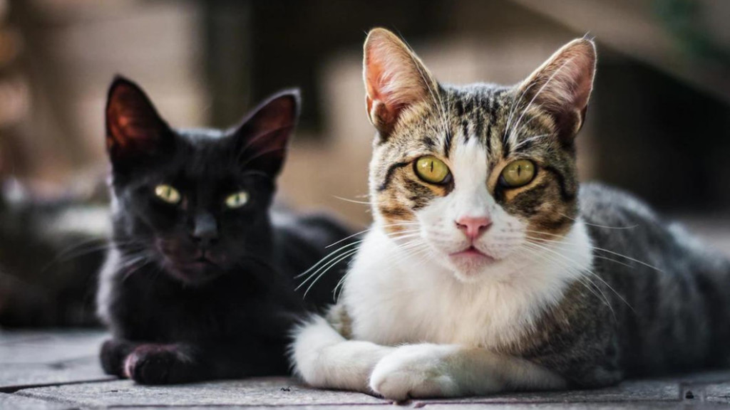 Conoce más a tu gato