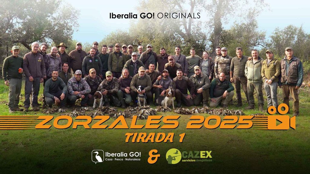 Zorzales entre jaras y monte