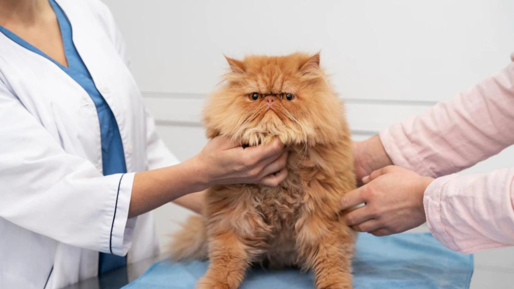 La salud de los felinos