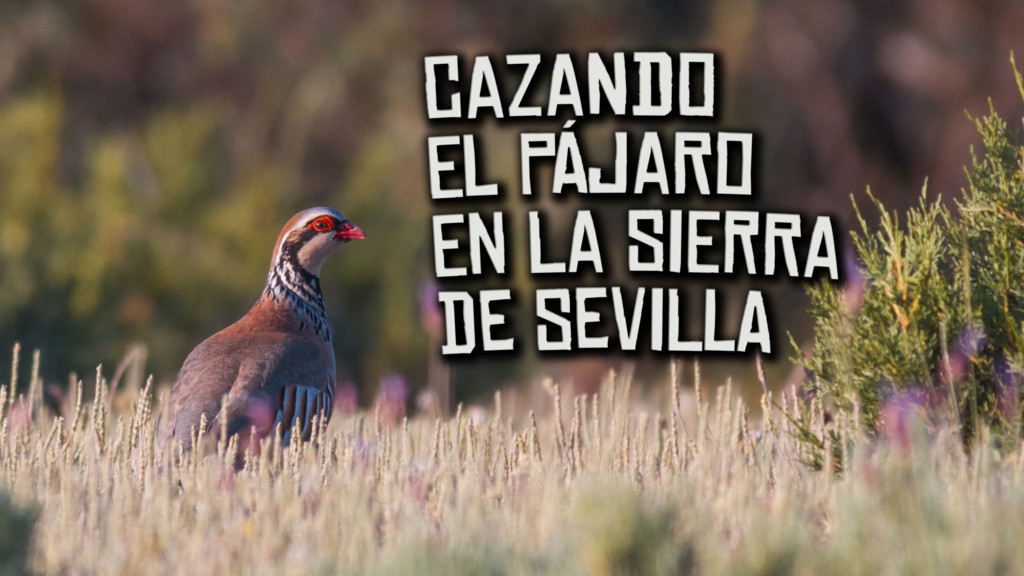 Cazando el pájaro en la sierra de Sevilla
