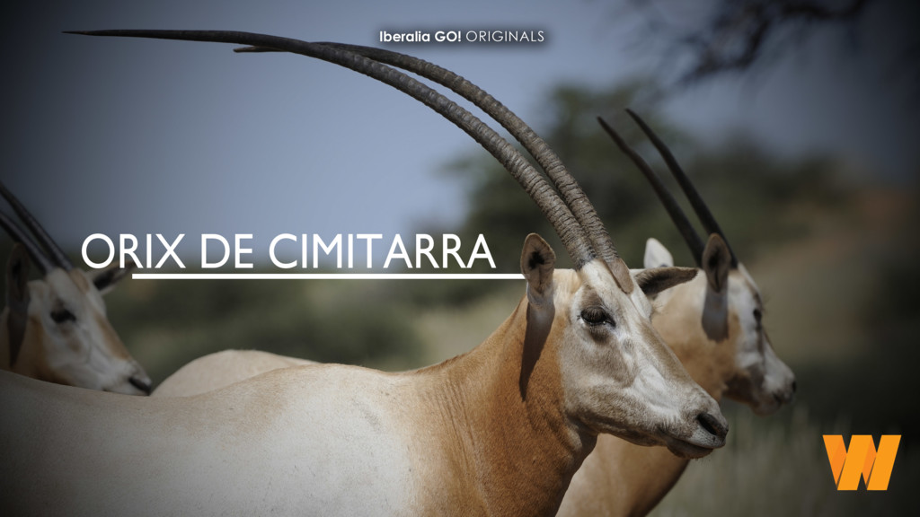 Caza con Wintershoek orix de cimitarra