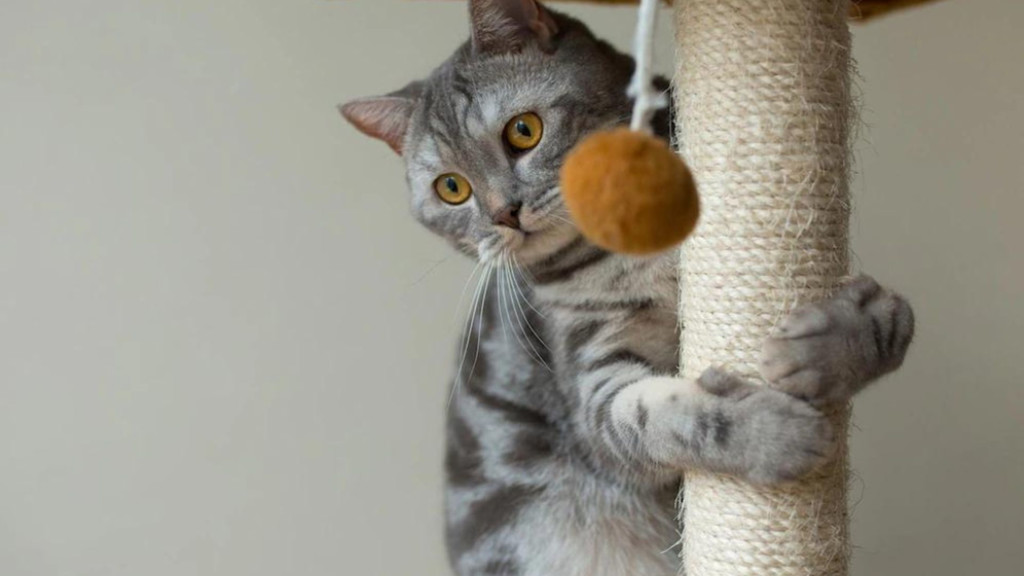 Consejos para educar a tu gato