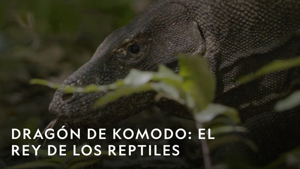 Dragón de Komodo: el rey de los reptiles