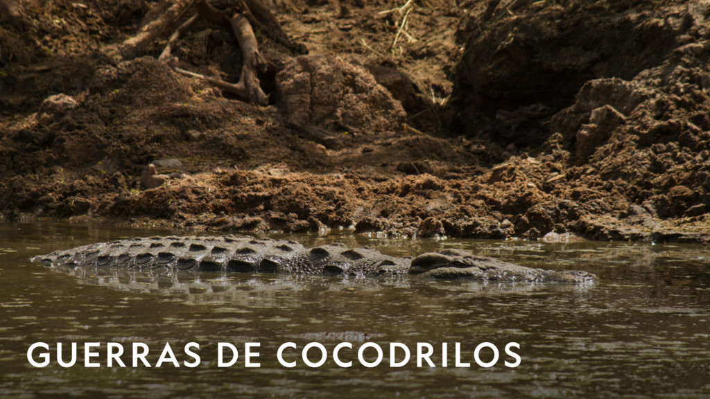 Guerras de cocodrilos