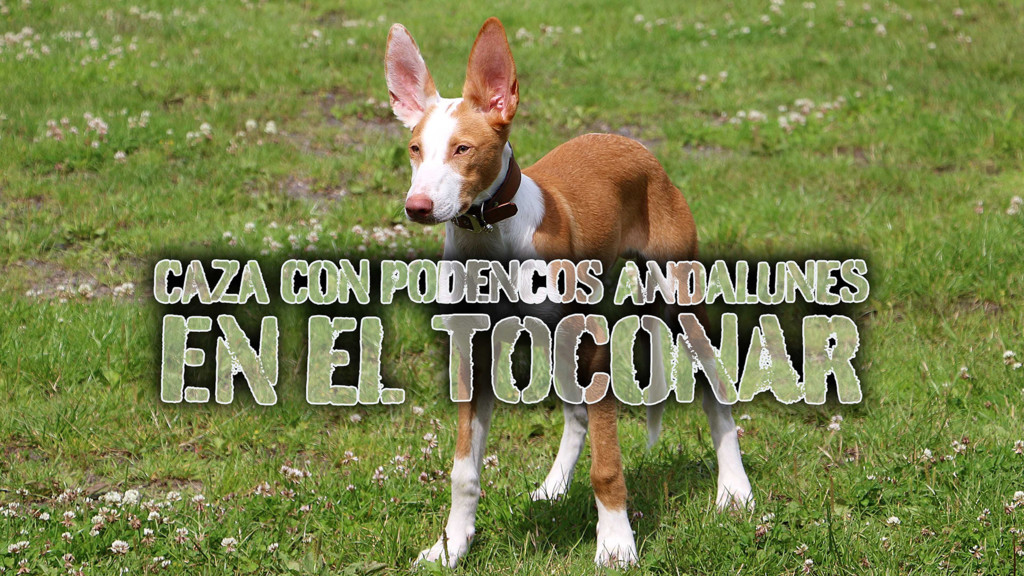 Caza Con Podencos Andalunes En El Toconar