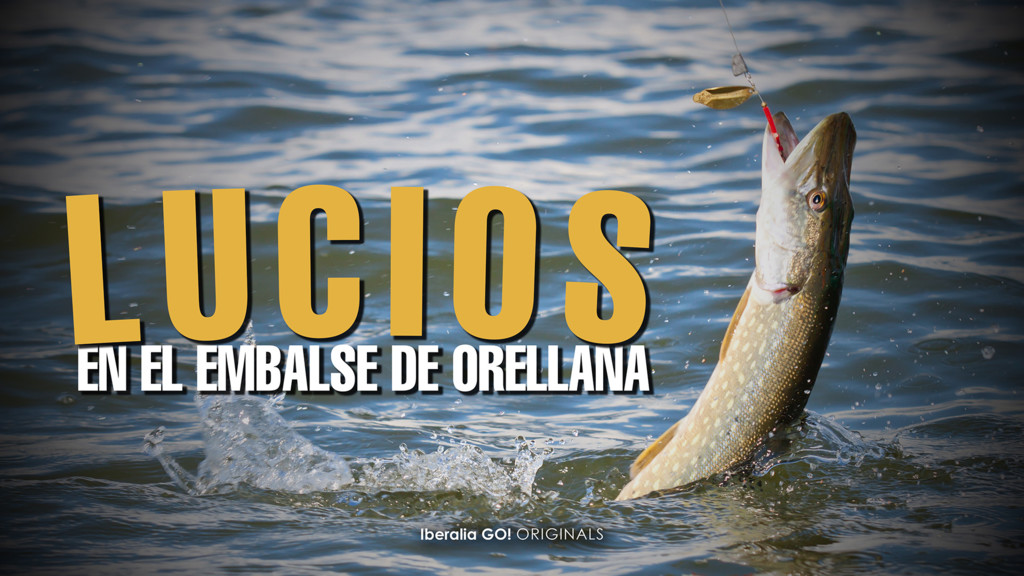 Lucios En El Embalse De Orellana