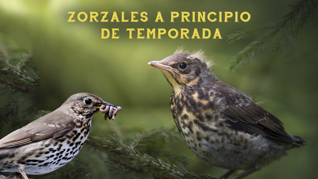 Zorzales a principio de temporada