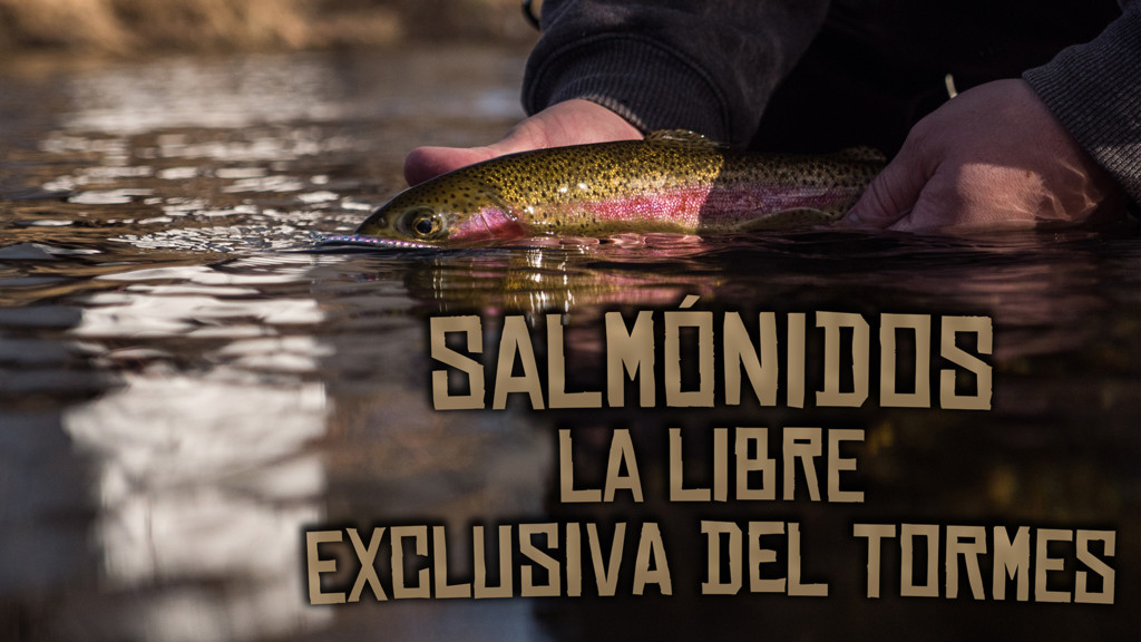 Salmonidos La Libre Exclusiva Del Tormes