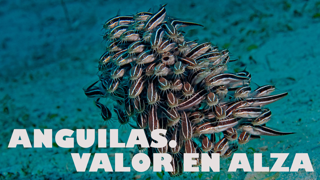 Anguilas, Valor En Alza