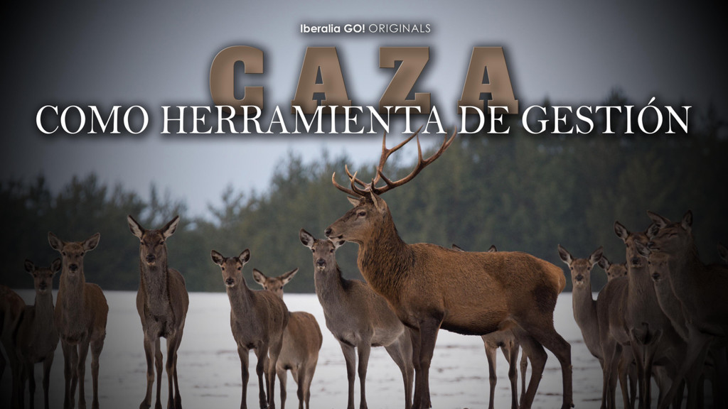 Caza Como Heramienta De Gestion