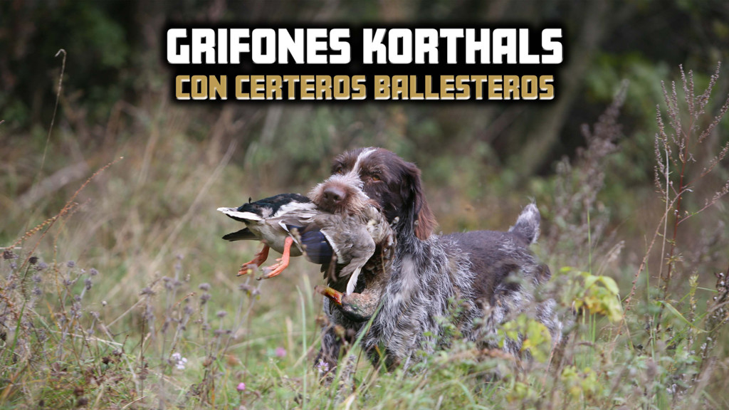 Grifones korthals con certeros ballesteros