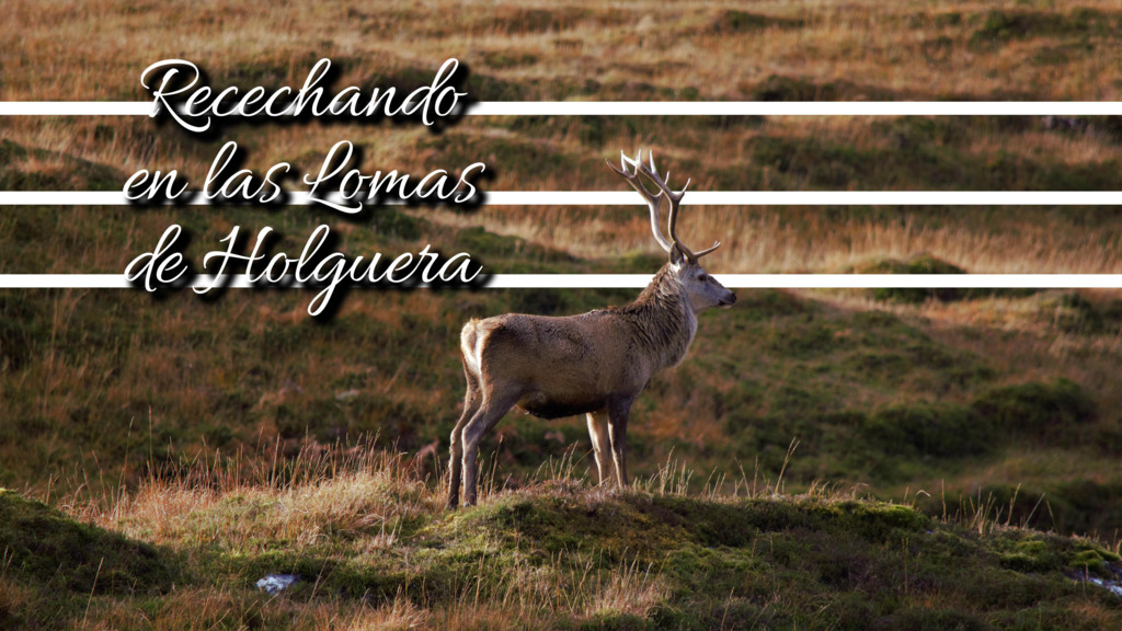 Recechando en las lomas de Holguera