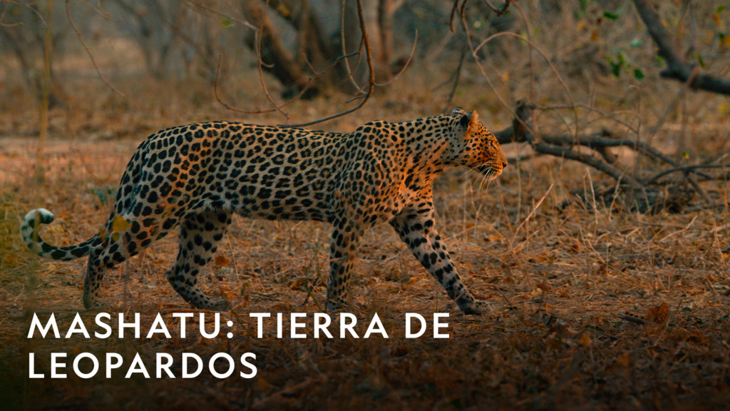 Mashatu: tierra de leopardos