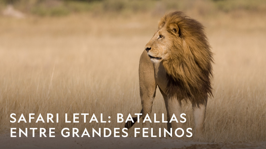 Safari letal: Batallas entre grandes felinos