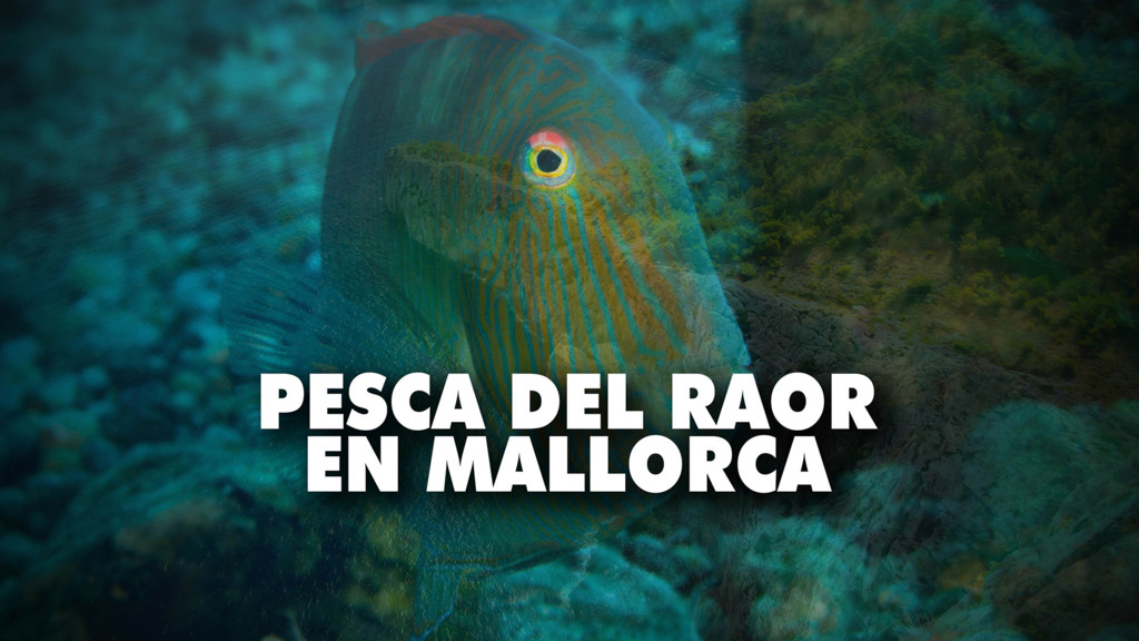 Pesca del Raor en Mallorca