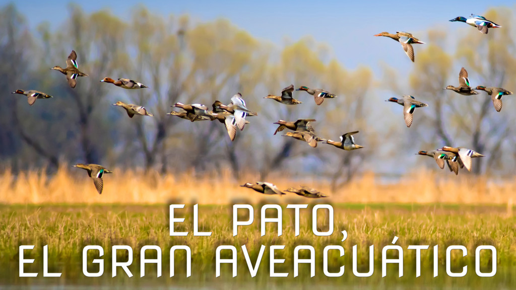 El Pato, El Gran Ave Acuático