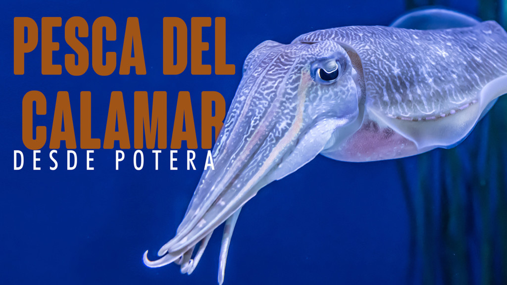Pesca Del Calamar De Potera