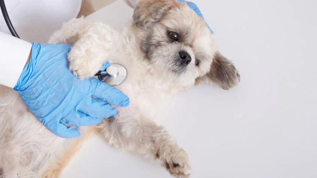 Cosas tóxicas para los perros