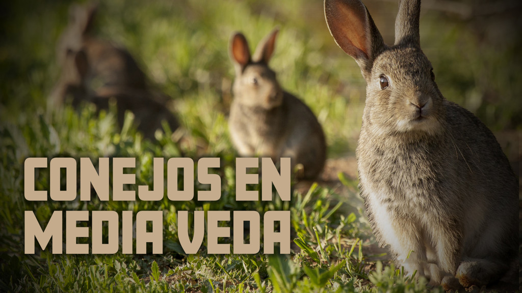 Conejos en media veda