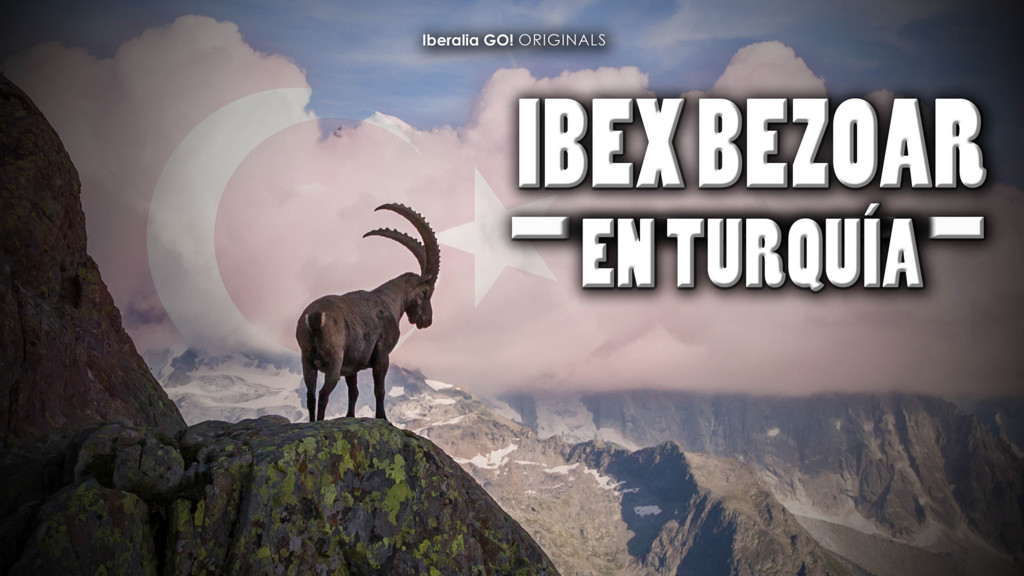 Ibex Bezoar En Turqiía