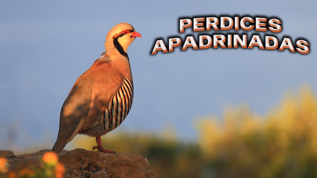 Perdices Apadrinadas