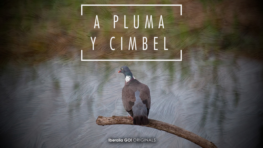 A pluma y cimbel