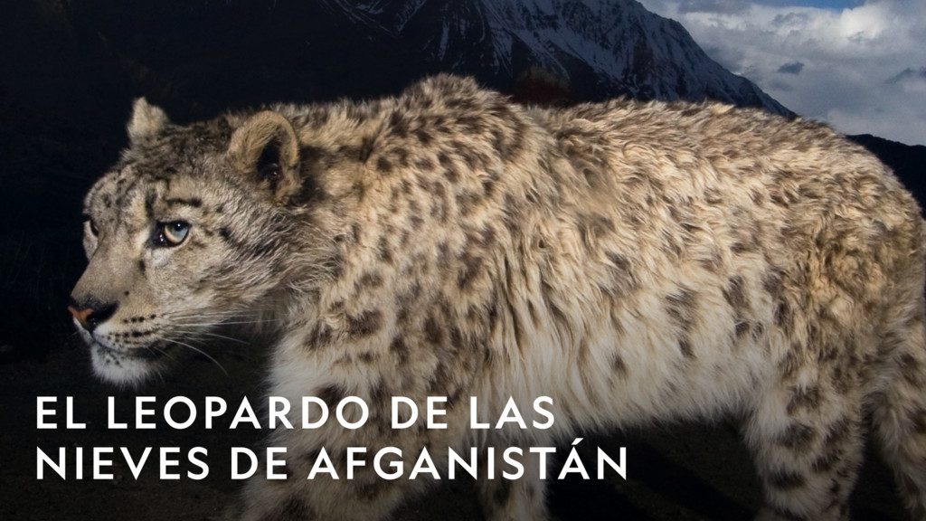 El leopardo de las nieves de Afganistán