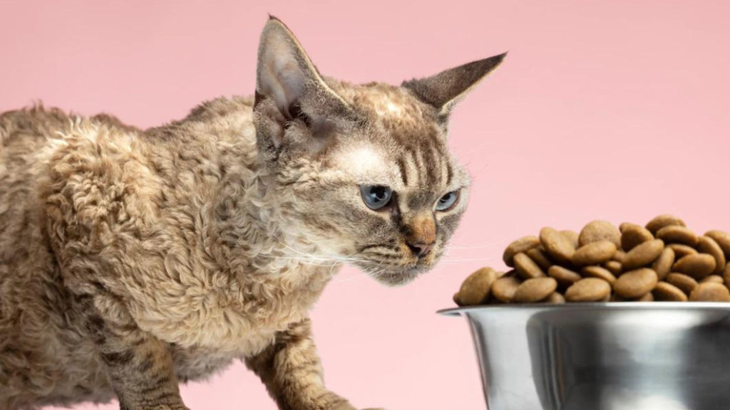 ¿Qué pueden comer?