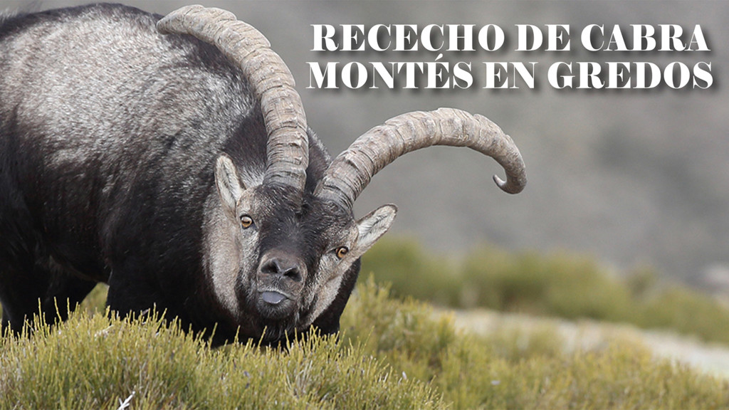 Rececho de cabra montés en Gredos