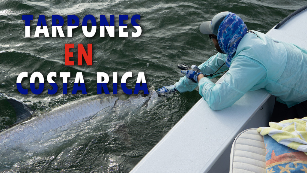 Tarpones en Costa Rica