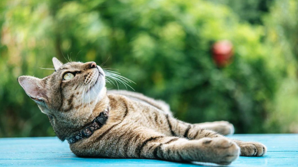 ¿Cómo son los gatos?