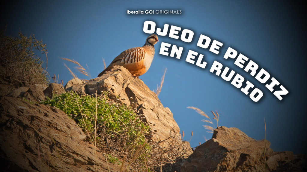 Ojeo de perdiz en El Rubio