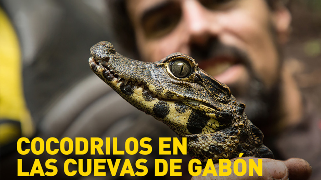 Cocodrilos en las cuevas de Gabón
