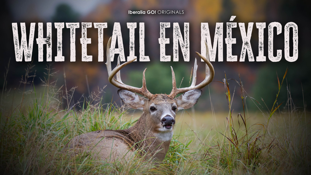 Whitetail en México