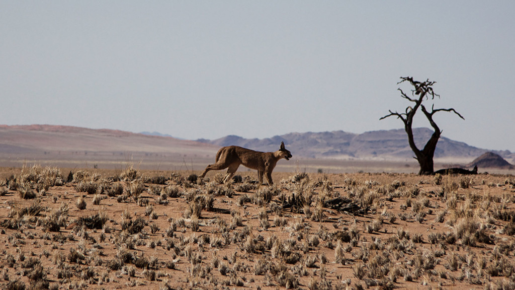 Ataques felinos