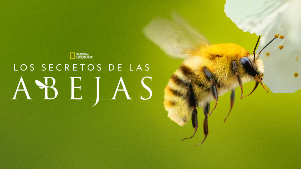 Los secretos de las abejas