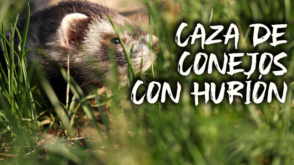 Conejos Con Huron