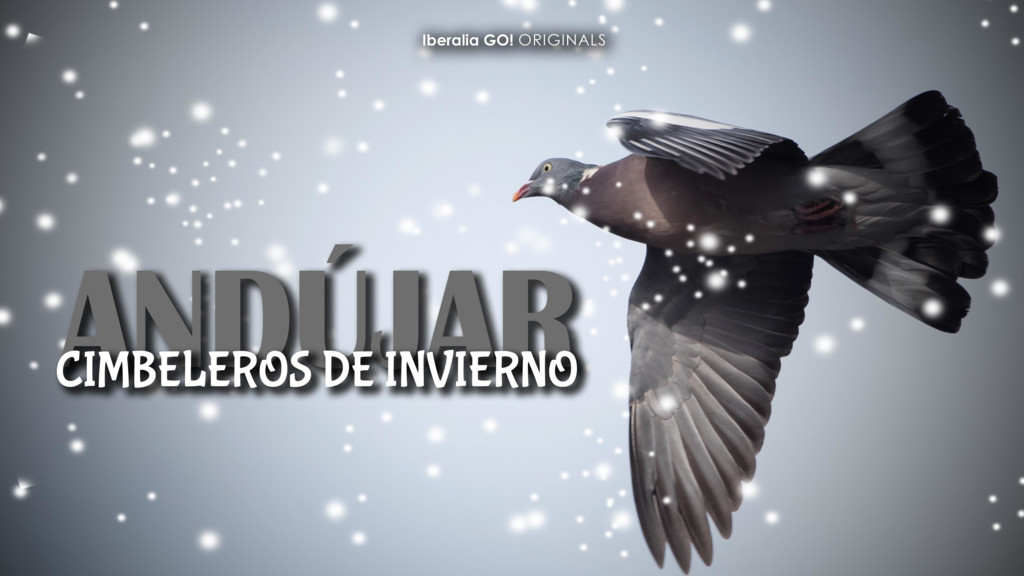 Andújar. Cimbeleros de invierno