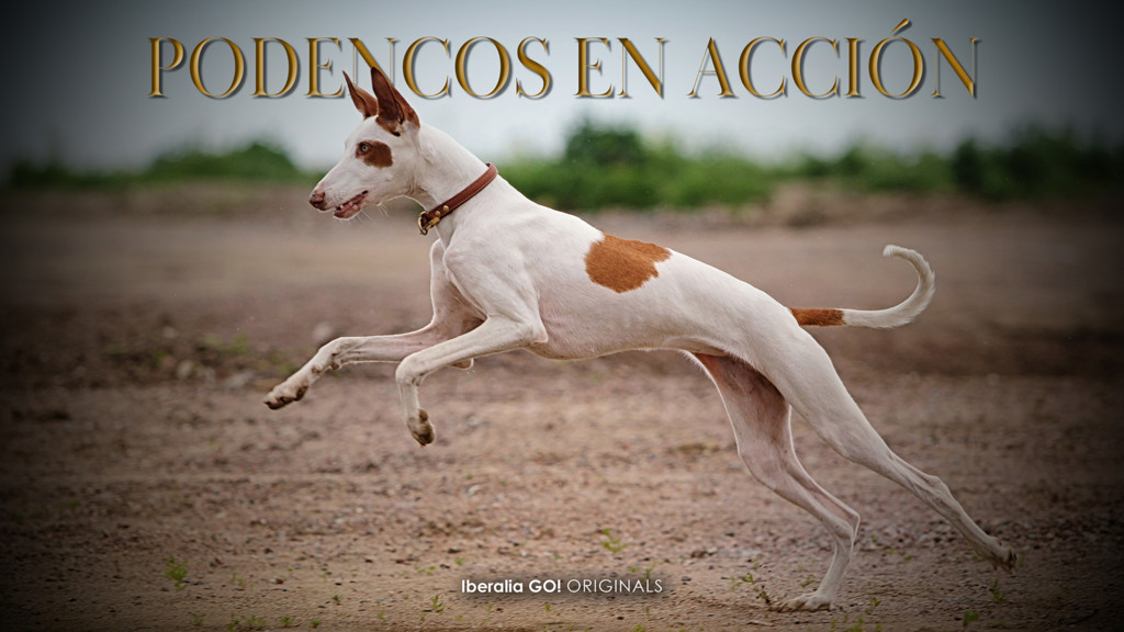 Podencos En Accion