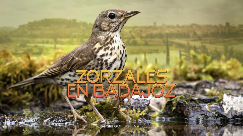 Zorzales en Mérida