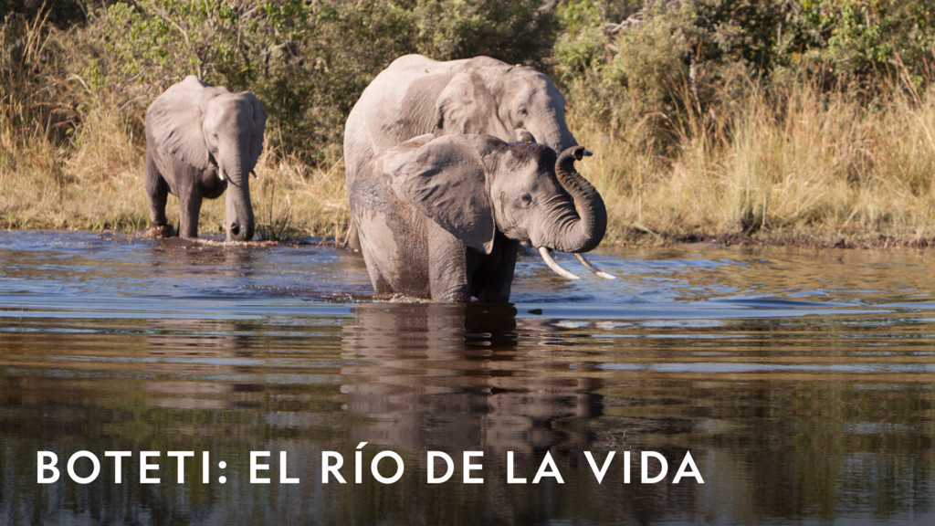 Boteti: el río de la vida