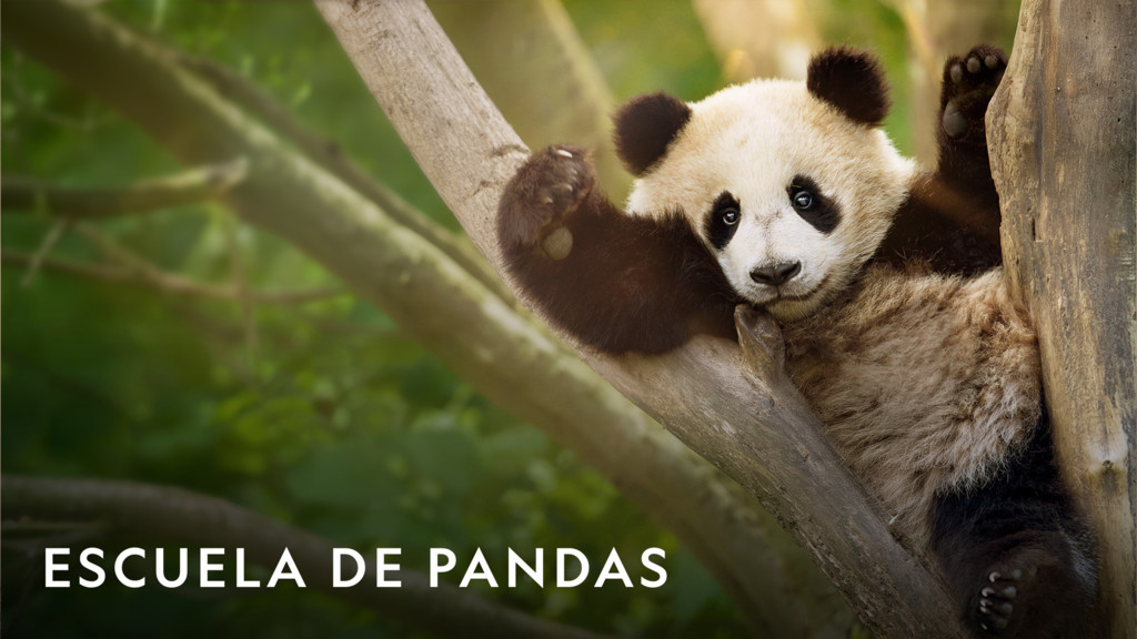Escuela de pandas