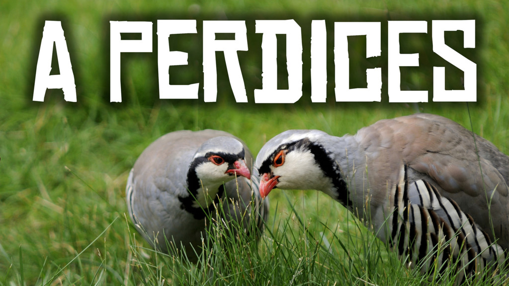 A Perdices