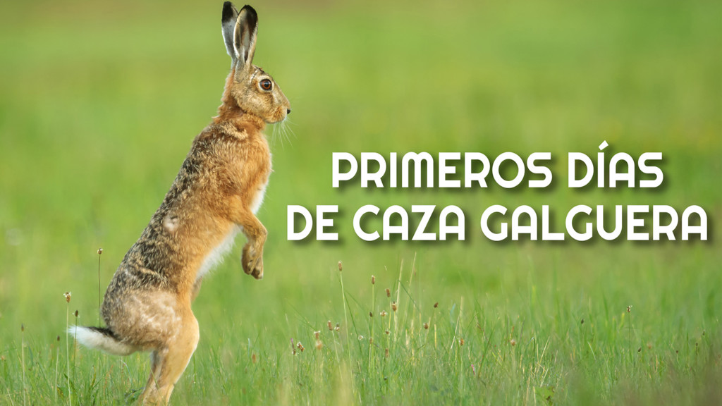 Primeros días de caza galguera