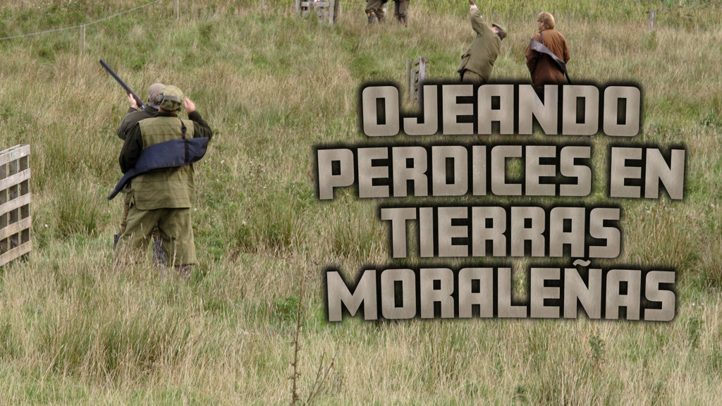 Ojeando perdices en tierras moraleñas