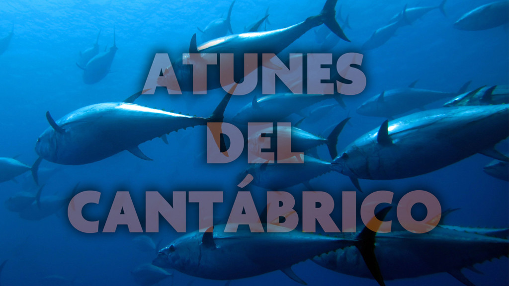 Atunes del Cantábrico