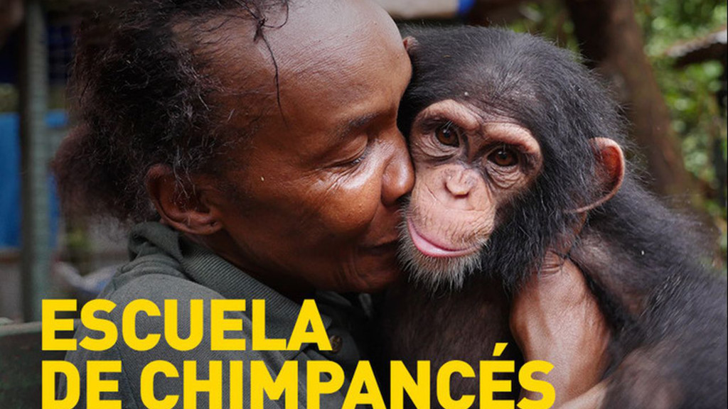 Escuela de chimpancés