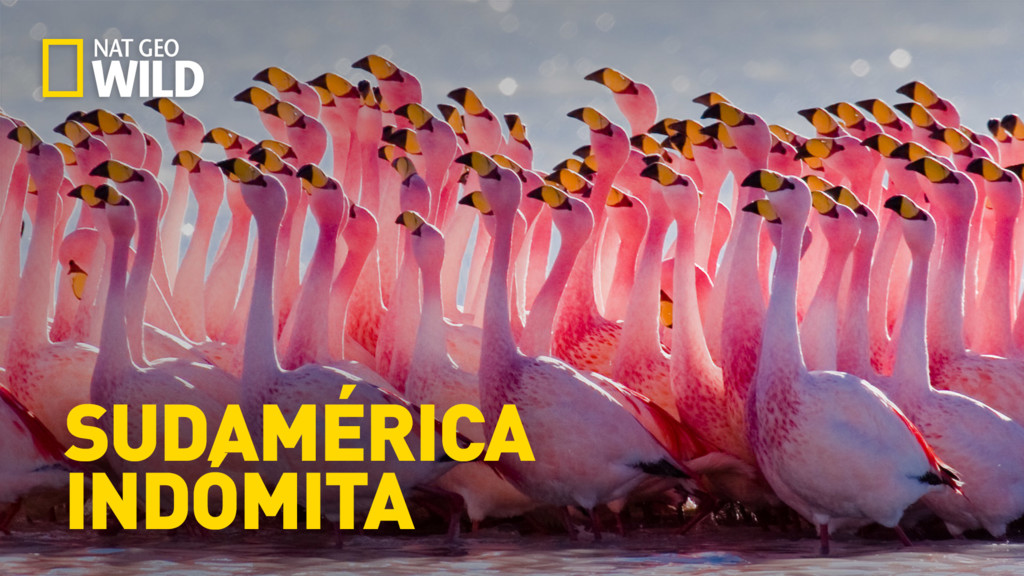Sudamérica indómita