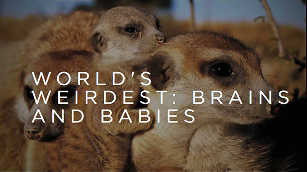 Los cerebros y bebés más raros del mundo