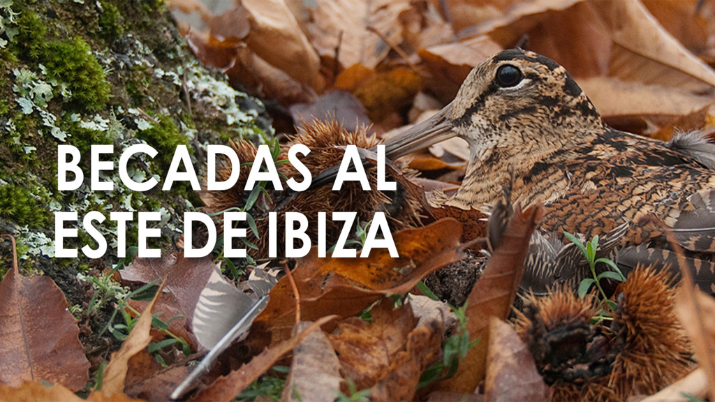 Becadas al este de Ibiza